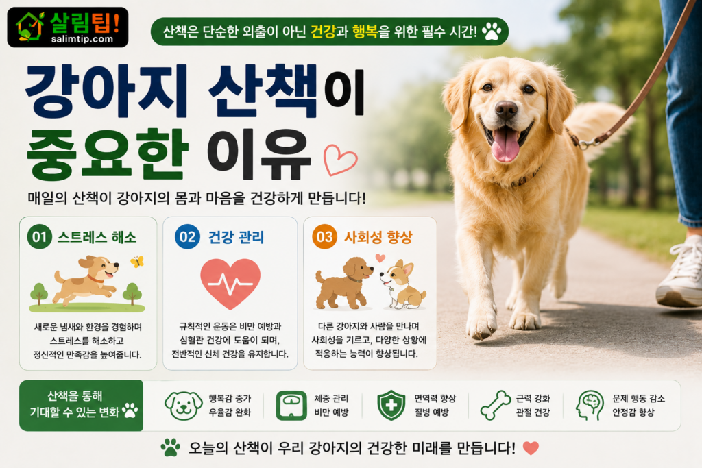 강아지 산책이 중요한 이유