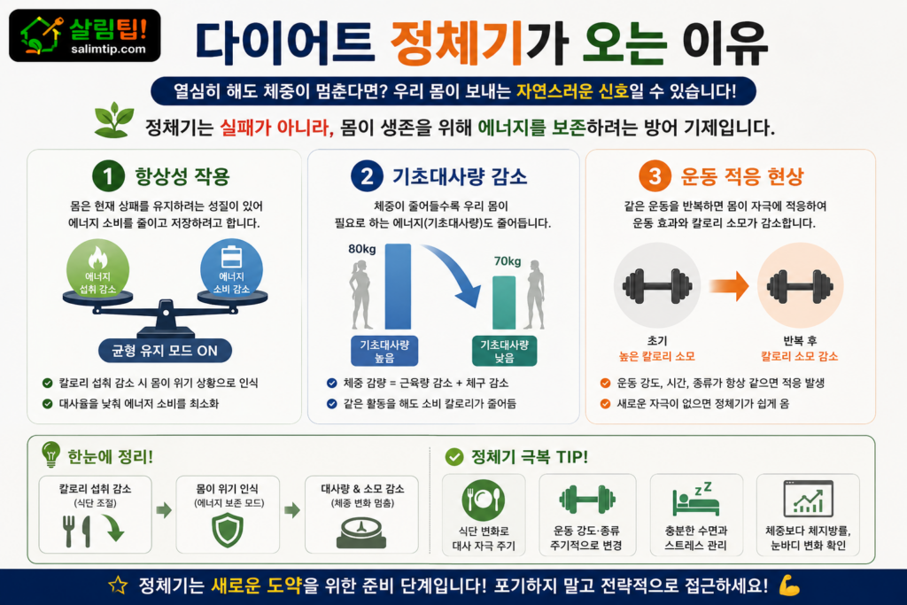 다이어트 정체기가 오는 이유
